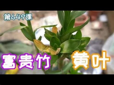 萬年青莖變黃|【萬年青變黃怎麼辦】萬年青再也不怕黃！4招教你輕鬆解決葉子。